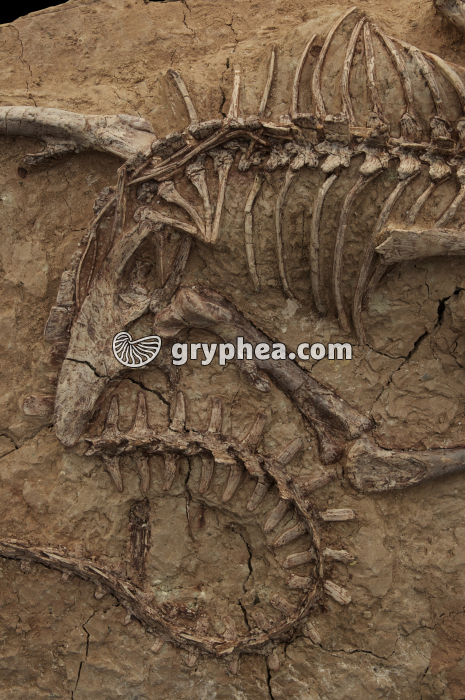 Détail des os du bassin d'un Leptoceratops (Crétacé supérieur) - gryphea.com